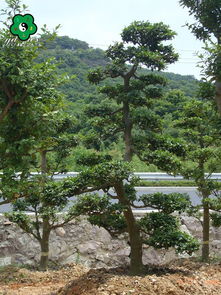 私家園林設(shè)計(jì),私家別墅花園設(shè)計(jì),高端私家別墅花園設(shè)計(jì)